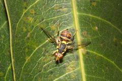 Bactrocera dorsalis
