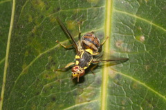 Bactrocera dorsalis