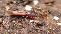 Trachelizini