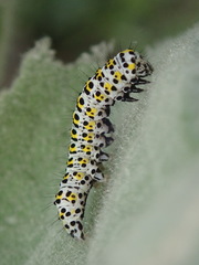 Cucullia verbasci
