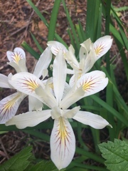 Iris chrysophylla