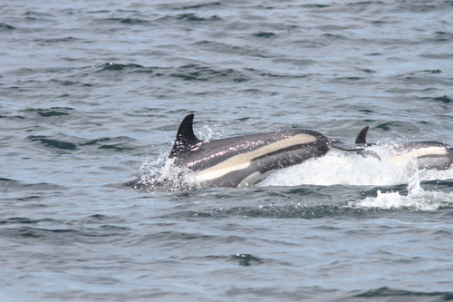 Atlantic White-sided Dolphin photographed in Maine