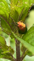 Chrysolina fastuosa