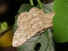 Hypomecis transcissa