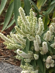 Colebrookea oppositifolia