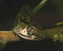 Euricania ocellus