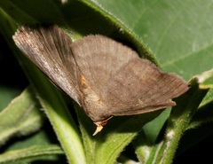 Mecodina bisignata