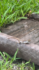 Anolis sagrei