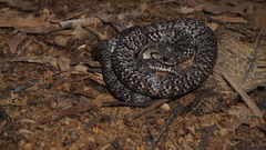 Pareas margaritophorus