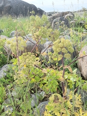 Angelica archangelica litoralis