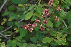 Heteropterys brachiata