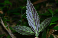 Gomphostemma chinense