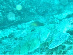 Halichoeres biocellatus