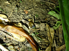 Oxychilus draparnaudi