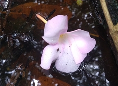 Rhabdadenia biflora