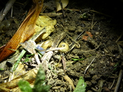 Oxychilus draparnaudi