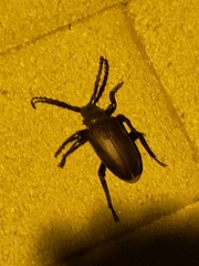 Prionus besikanus