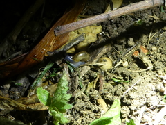 Oxychilus draparnaudi