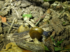 Oxychilus draparnaudi