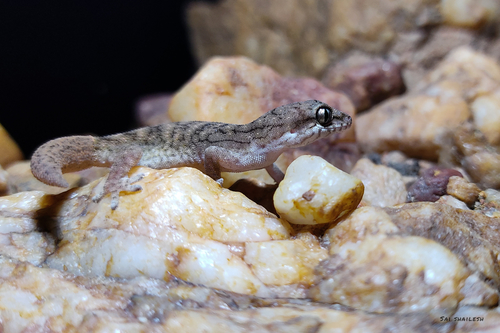 Reticulate Leaf-toed Gecko, Hemidactylus reticulatus