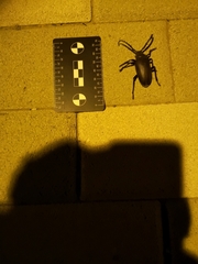 Prionus besikanus