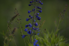 Delphinium elatum