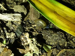 Oxychilus draparnaudi