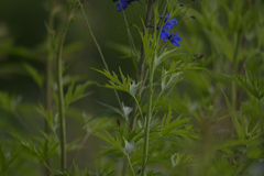 Delphinium elatum