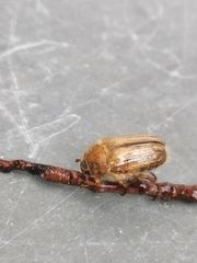 Amphimallon solstitiale