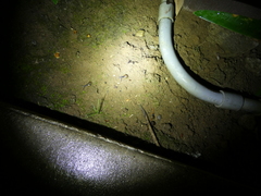 Oxychilus draparnaudi