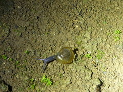 Oxychilus draparnaudi