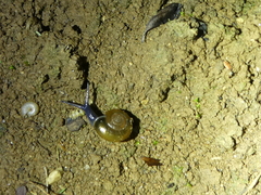 Oxychilus draparnaudi