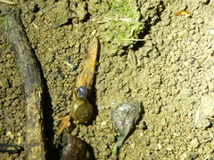 Oxychilus draparnaudi