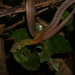 Siamese Red-necked Keelback - Photo (c) mintkhaosok, some rights reserved (CC BY-NC), uploaded by mintkhaosok