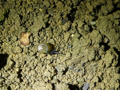 Oxychilus draparnaudi