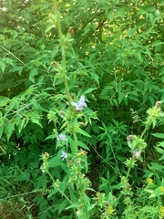 Cichorium intybus