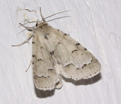 Acronicta innotata