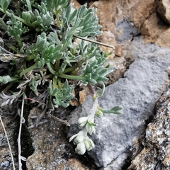 Artemisia umbelliformis