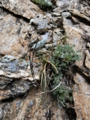 Artemisia umbelliformis