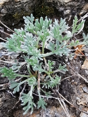 Artemisia umbelliformis