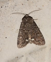 Melanchra pulverulenta