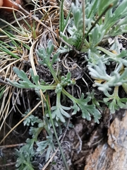 Artemisia umbelliformis