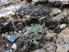 Artemisia umbelliformis