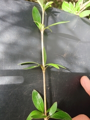 Coprosma ×cunninghamii