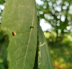 Caryomyia urnula