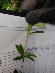 Coprosma ×cunninghamii