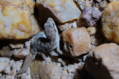 Hemidactylus reticulatus