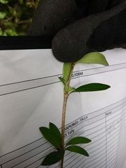 Coprosma ×cunninghamii