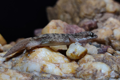 Hemidactylus reticulatus