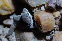 Hemidactylus reticulatus